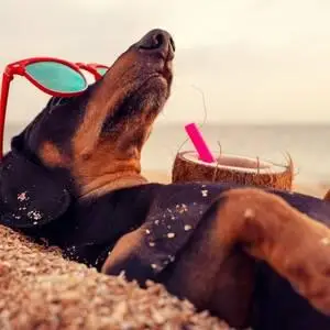 Urlaub mit Hund 2022