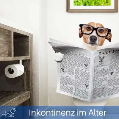Beitragsbild Ratgeber Inkontinenz im Alter