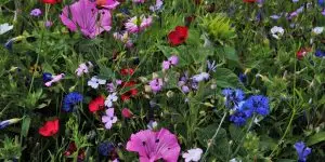 Das Bild zeigt eine Blumenwiese als Alternative zu Rasen im garten