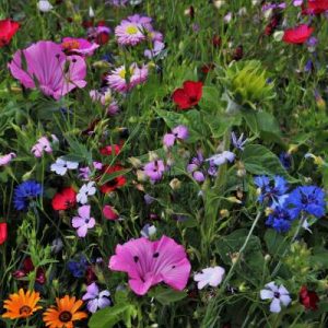 Das Bild zeigt eine Alternative zu Rasen mit wilden Blumen