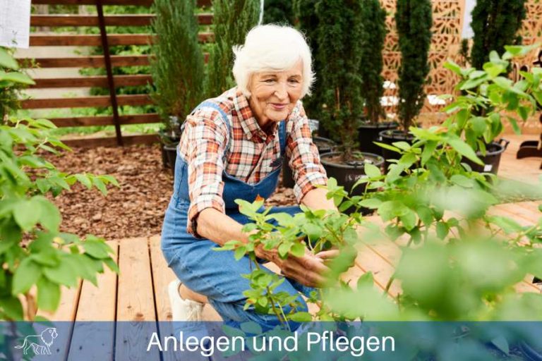 Ältere Frau pflegt die angebauten Pflanzen in ihrem Garten