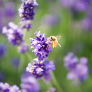 Ein bienenfreundlicher Garten mit Lavendel